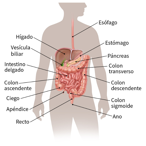 Si Usted Tiene C Ncer Del Intestino Delgado