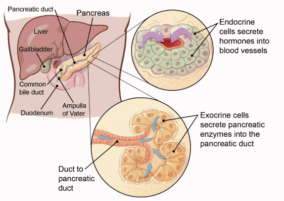 图示胰腺和胰管与肝、胆、胆总管、十二指肠和壶腹的关系，以及分泌激素到血管的内分泌细胞和分泌胰酶到胰管的外分泌细胞的详细视图