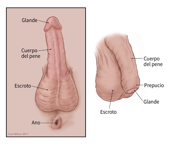 Después del diagnóstico de cáncer de vulva, se hacen pruebas para  determinar si las células cancerosas se diseminaron dentro de la vulva oa  otras partes del cuerpo.