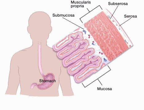 Detailed diagram of the structure from inside of the stomach Stock Vector