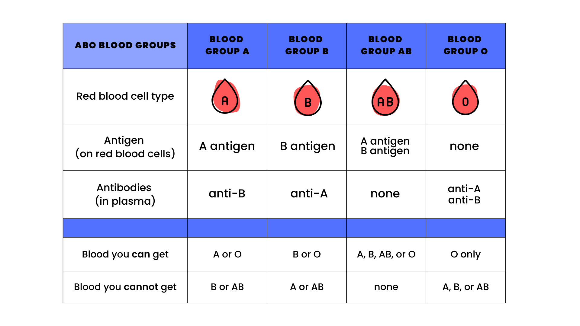 Blood Types: Main Groups, Most Common, and Rarest
