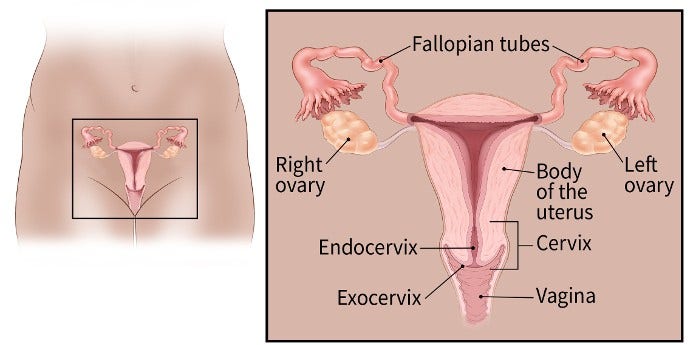 Cervix: Function, location, conditions, and treatments
