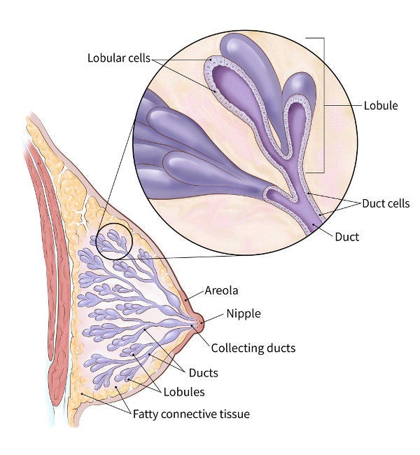 Dense Breast Tissue Breast Density and Mammogram Reports