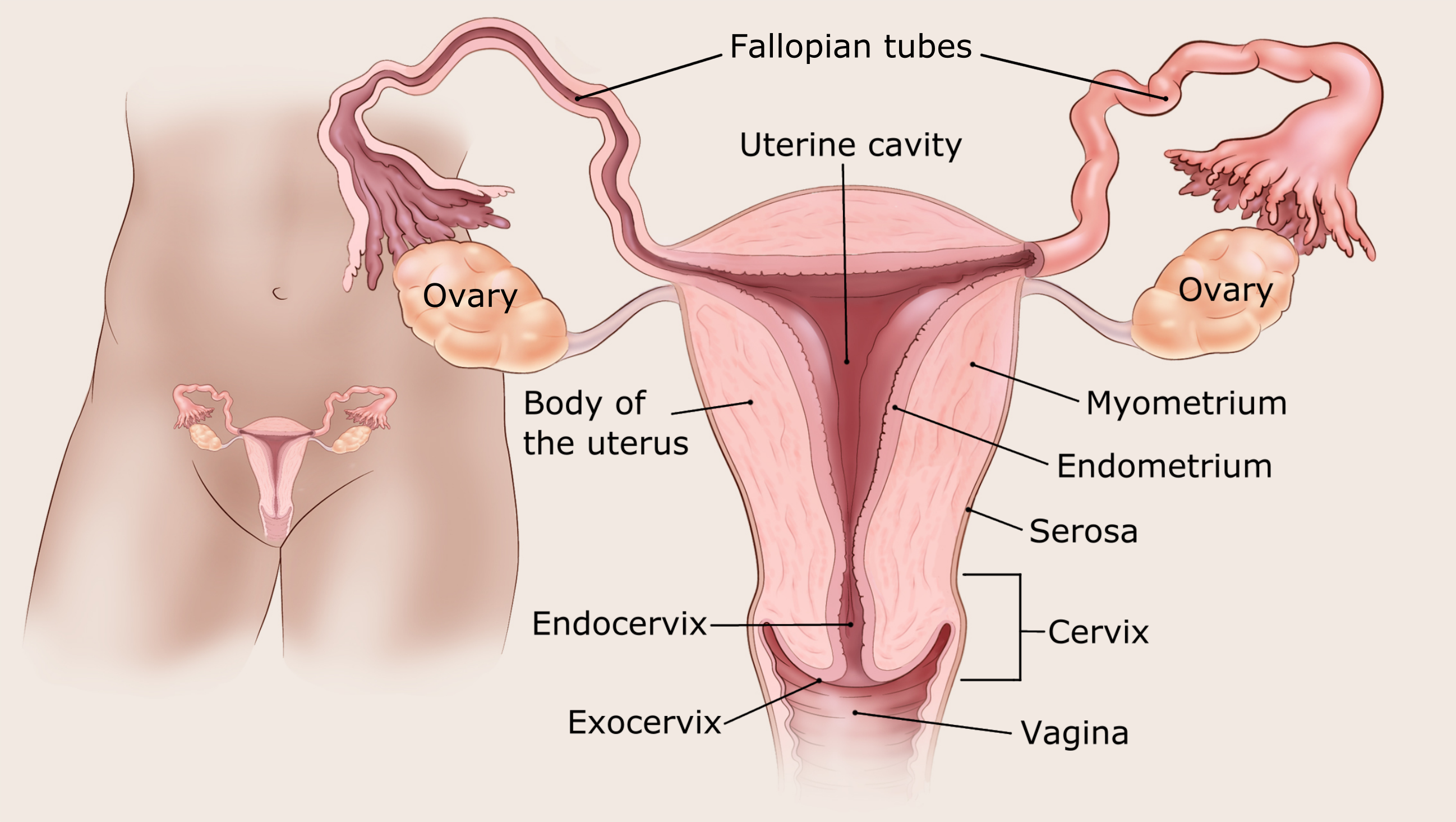 How I knew I had endometrial (uterine) cancer': Six survivors share  symptoms