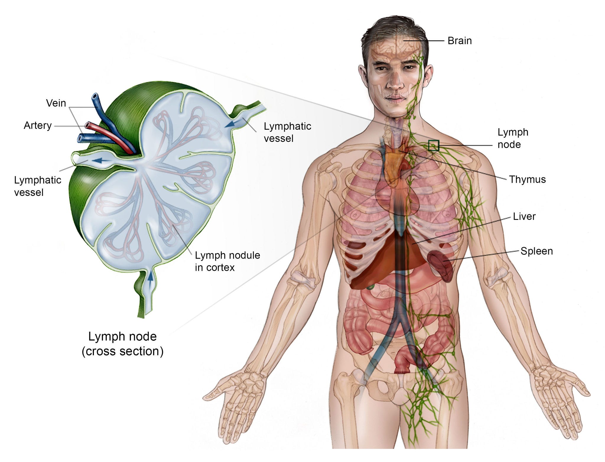 Illustration showing the lymphatic system in the body.