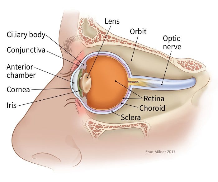 If You Have Eye Cancer, Eye Melanoma Guide