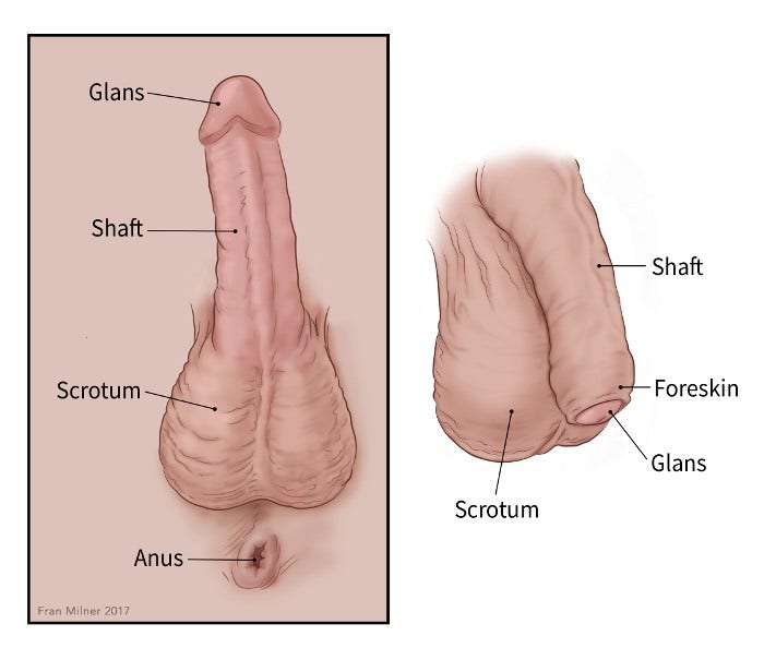 Male/Female Genitalia, Anus, Rectum, and Prostates Flashcards