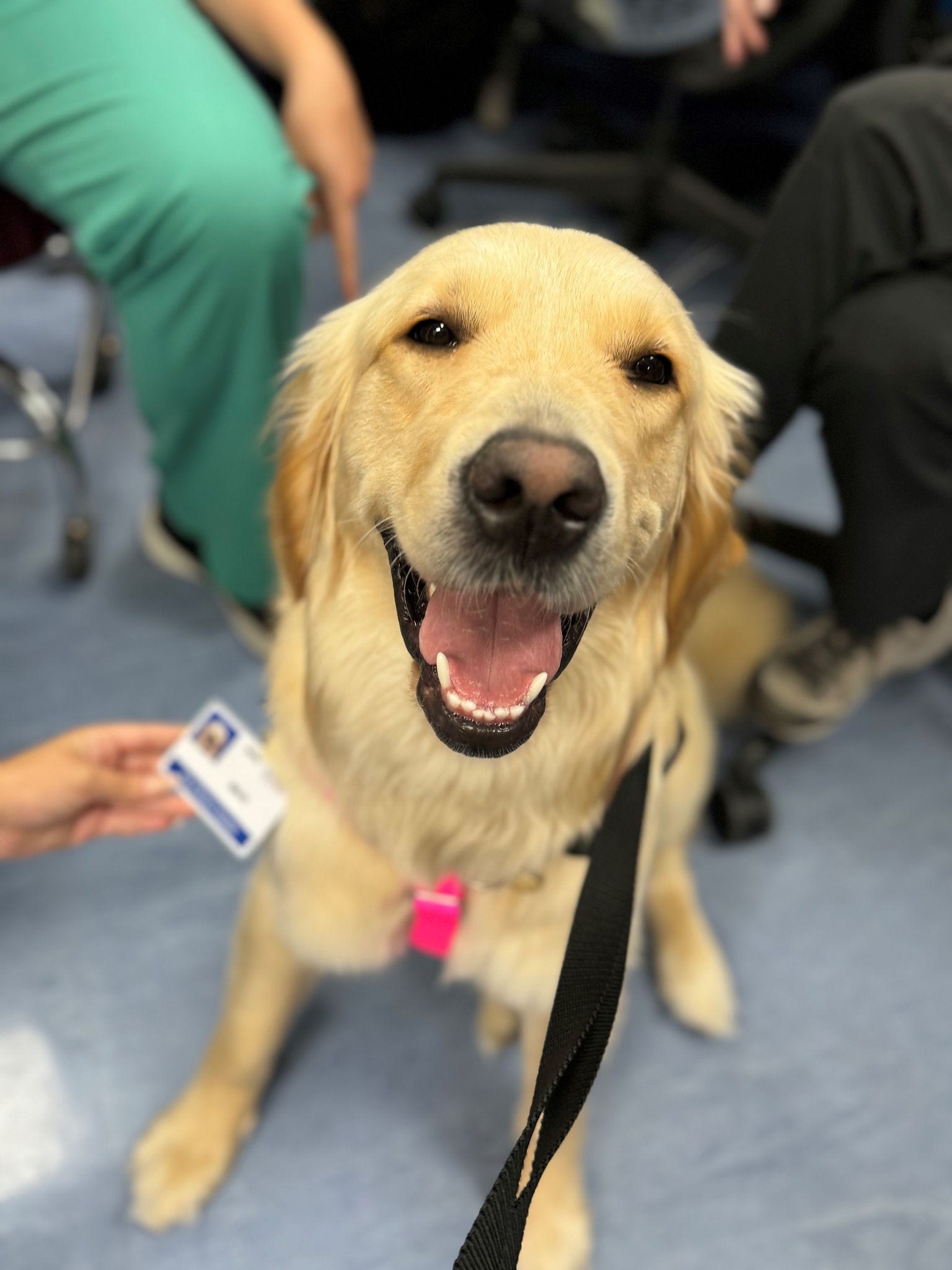 A photo of Mahi, who is a facility dog at Jackson Health, which is a recipient of a grant from the ACS PAWS program.