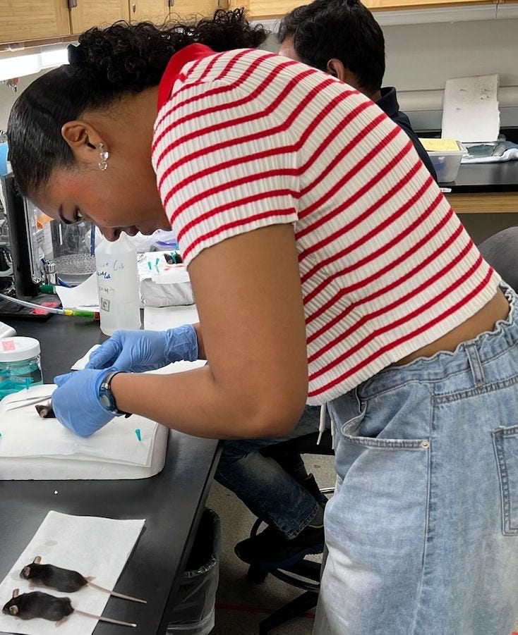 Profile of young black woman wearing red striped shirt bent over lab bench with 2 dead gray mice beside her