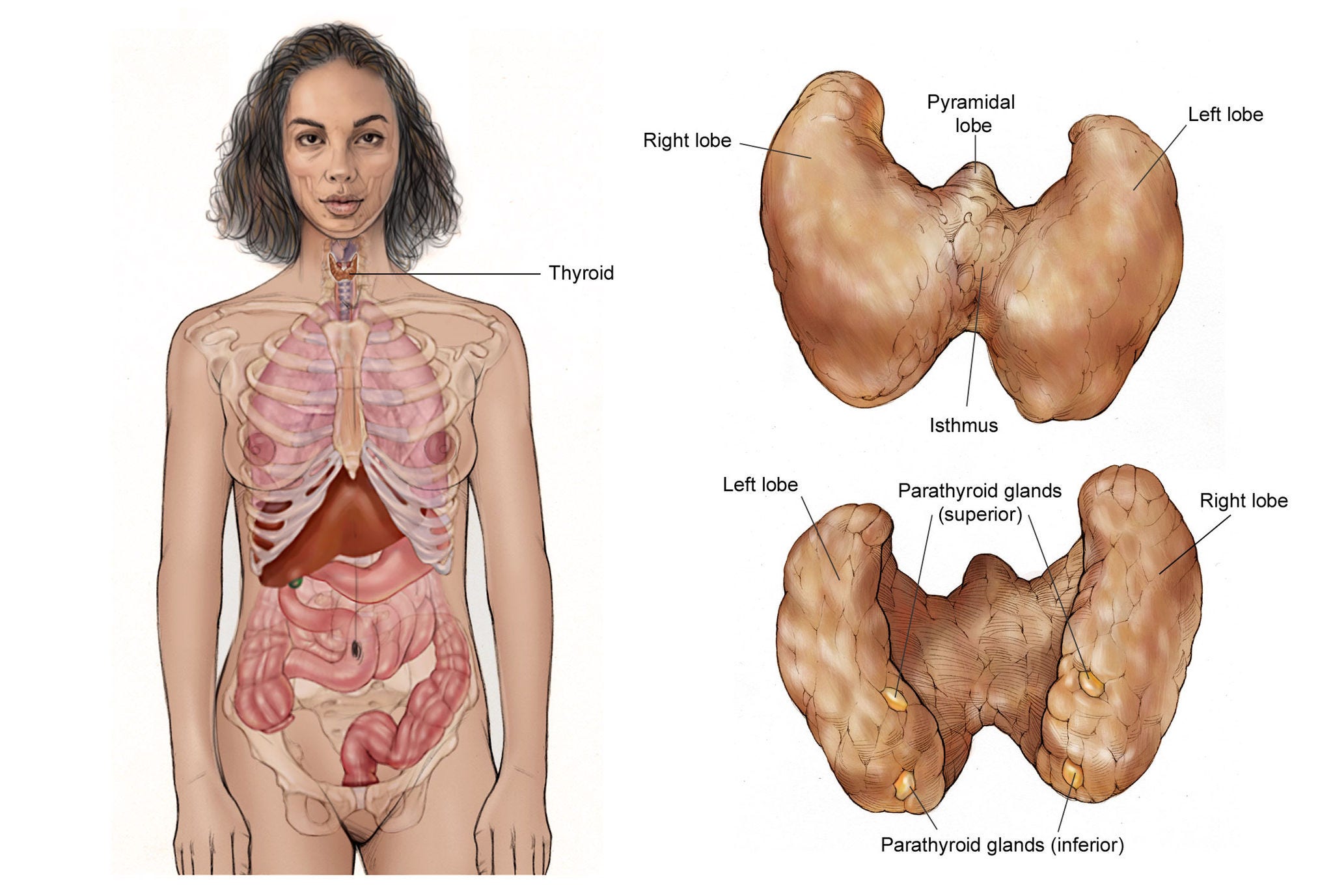 Illustration of female body showing the location of the thyroid gland. Also includes two views of the thyroid gland, enlarged and labeled with the left and right lobes, isthmus, pyramidal lobe, and parathyroid glands (superior and inferior).