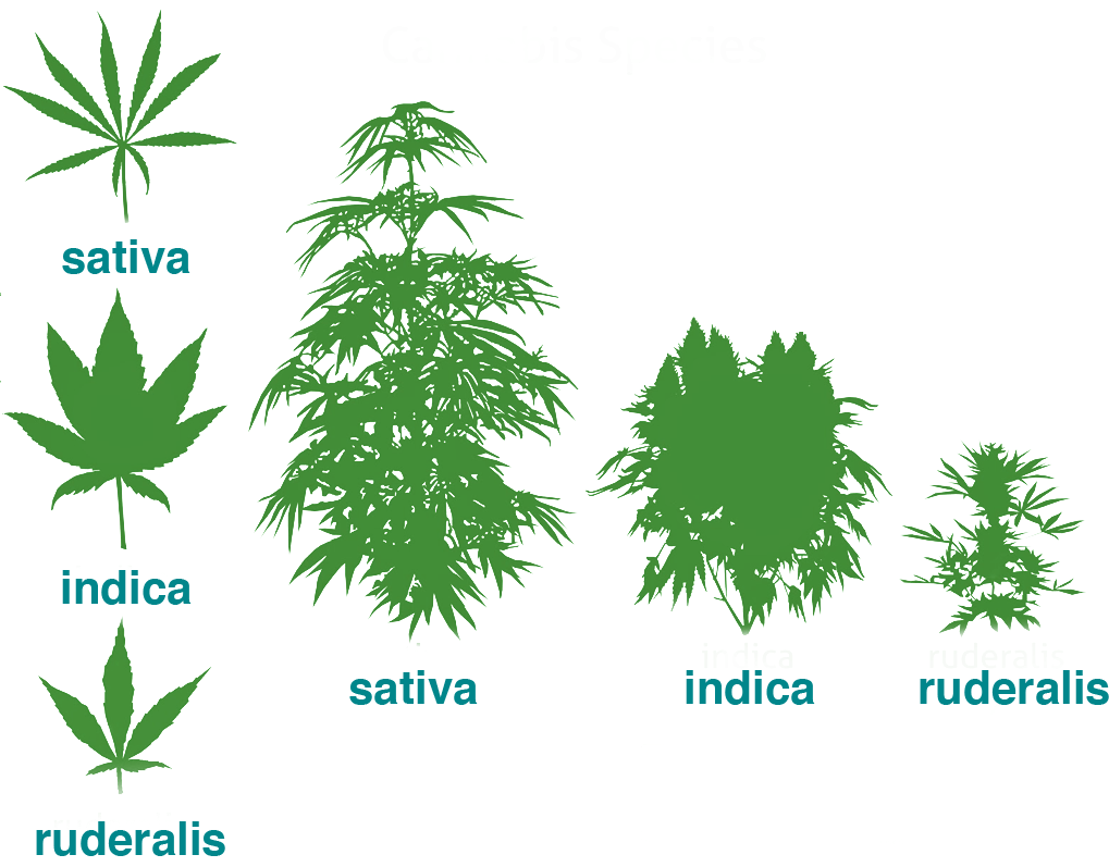 Side view of cannabis indica, sativa, and ruderalis, along with closeups of their leaves.