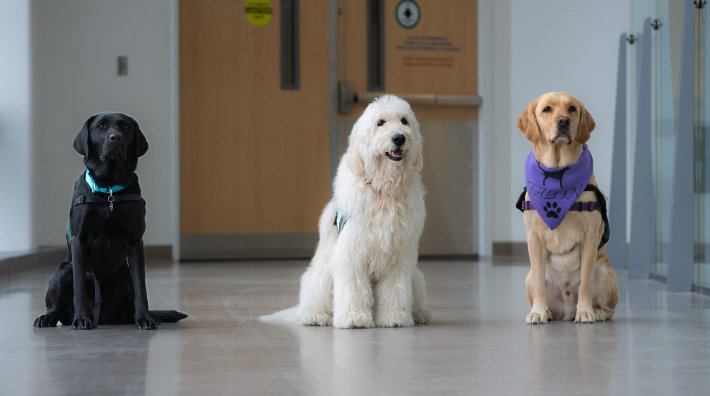 Three dogs, who are part of the ACS PAWS program, sit inside a hospital setting.