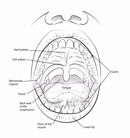 tongue parts coloring page