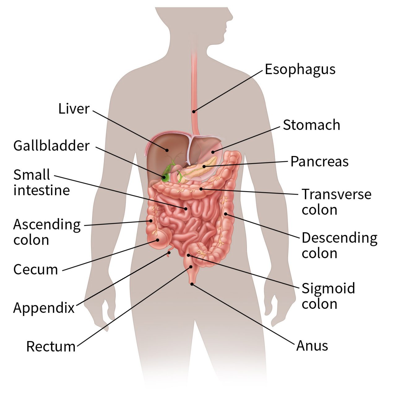 real internal stomach
