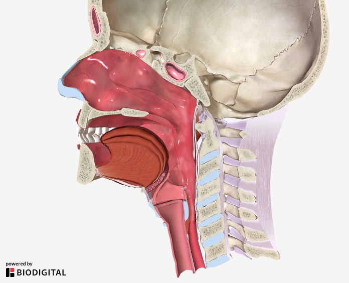 Anatomy Gallery | American Cancer Society