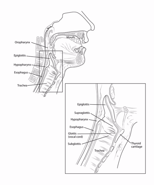 What Is Throat Cancer? | What Is Hypopharyngeal Cancer? | American ...