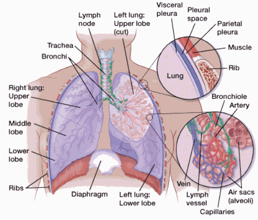 Understanding Your Lung Pathology Report | American Cancer Society