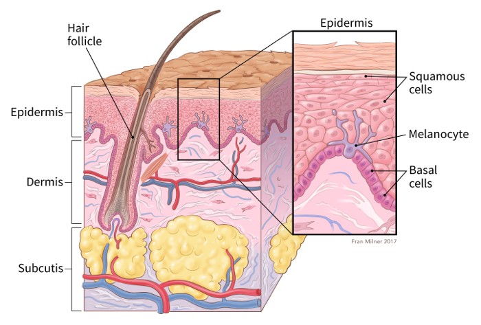 Anatomy of the skin